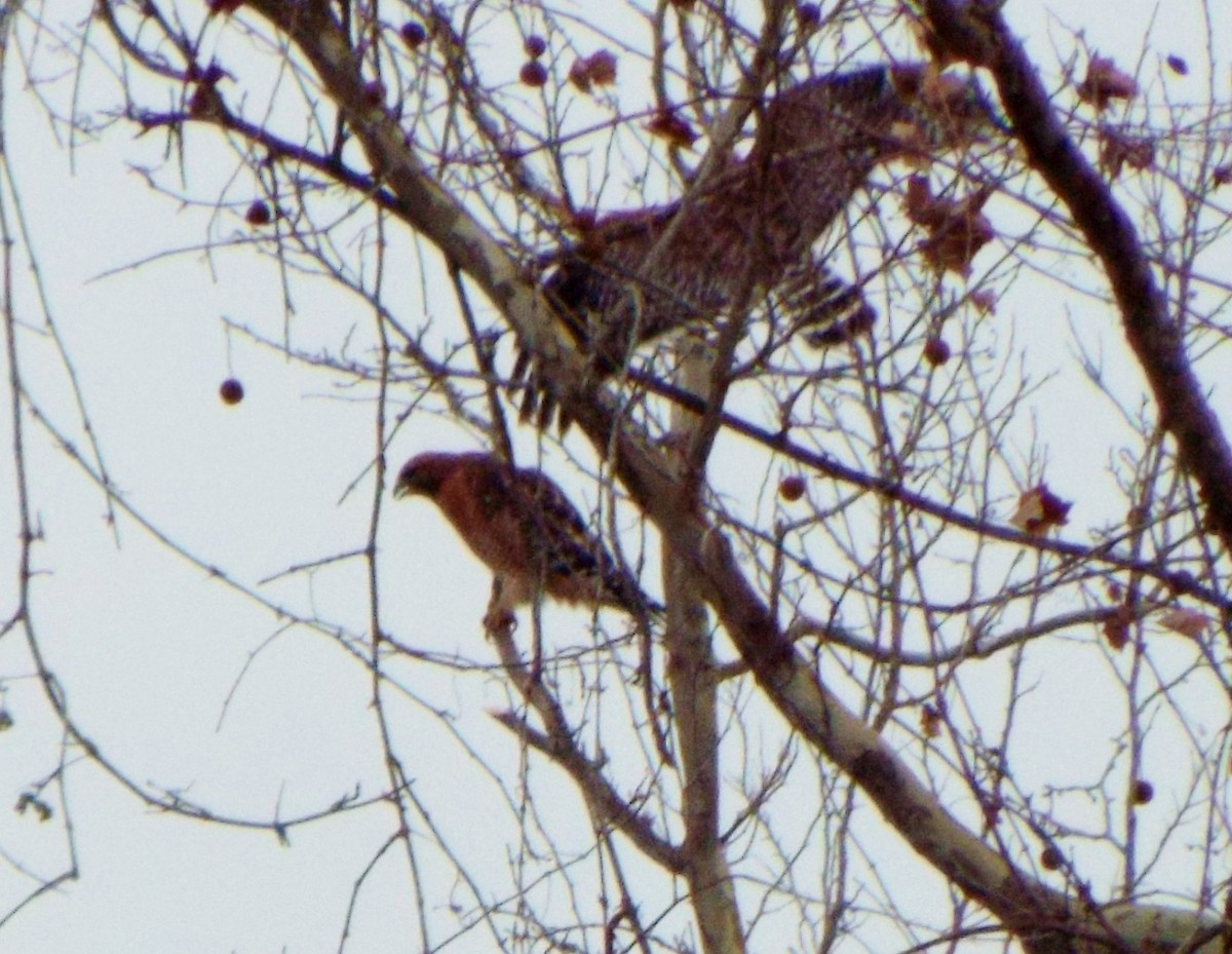 Red-shouldered Hawk - ML45085121