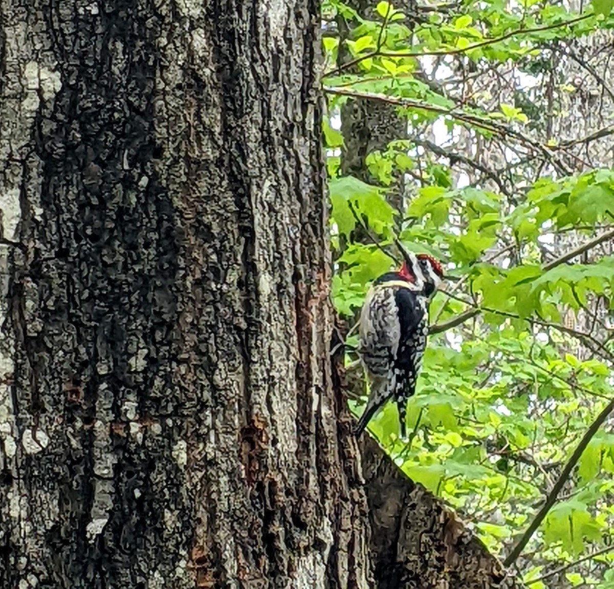 Yellow-bellied Sapsucker - David Govatski