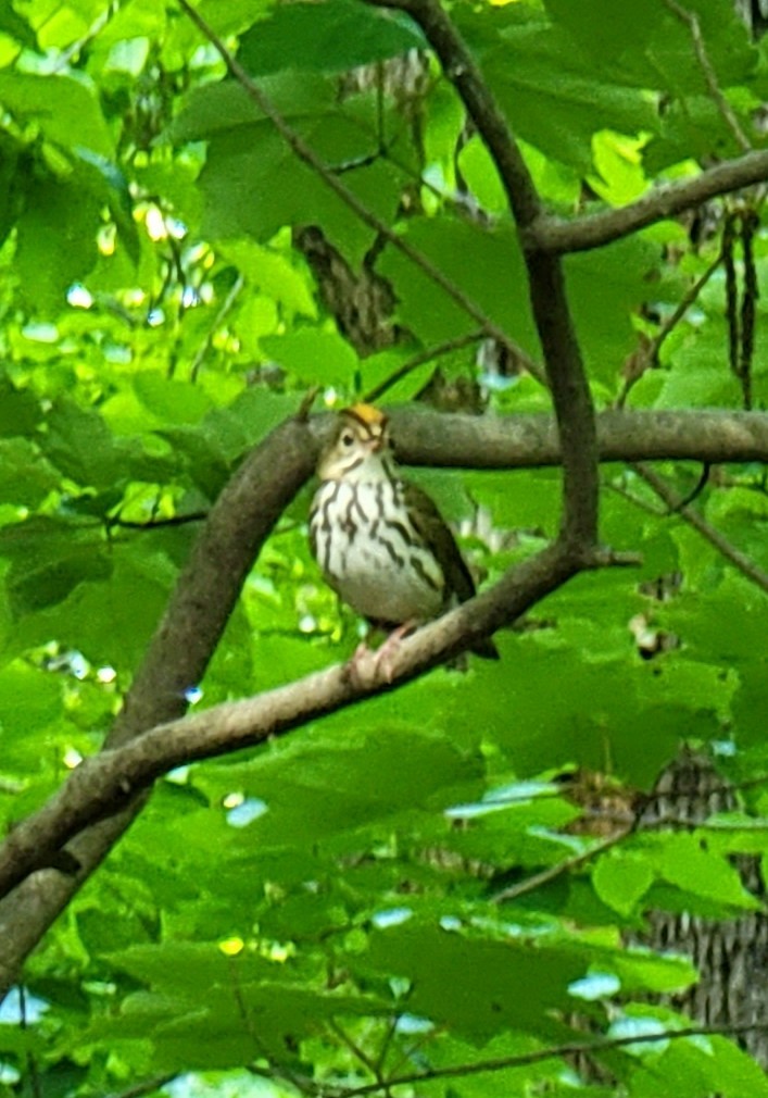 Ovenbird - ML450851521