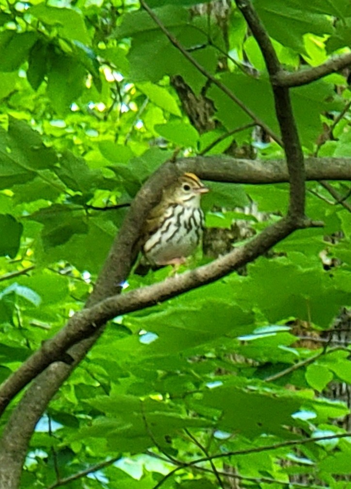 Ovenbird - ML450851531