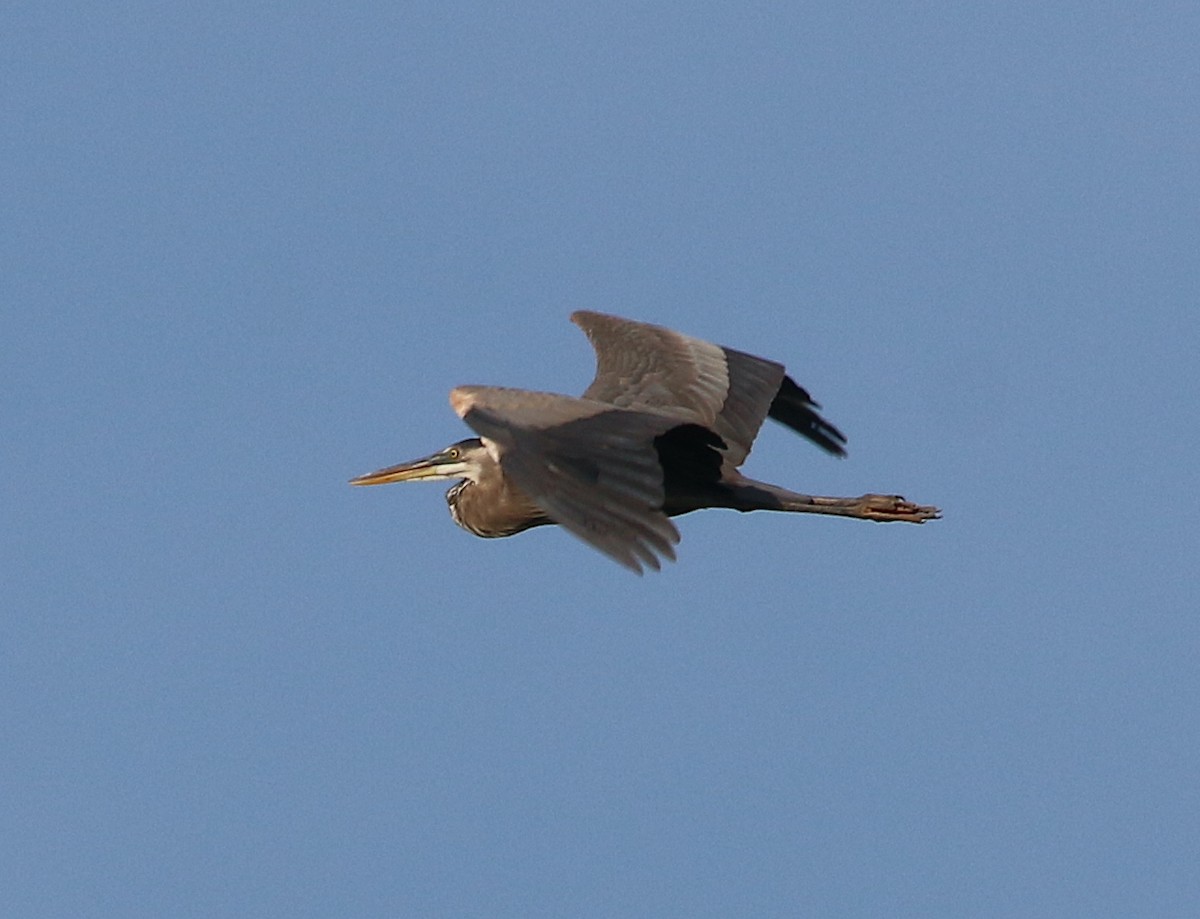 Great Blue Heron - Lori White