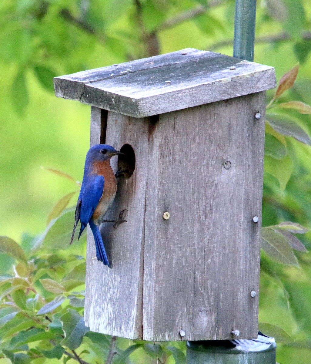 Eastern Bluebird - ML450853681
