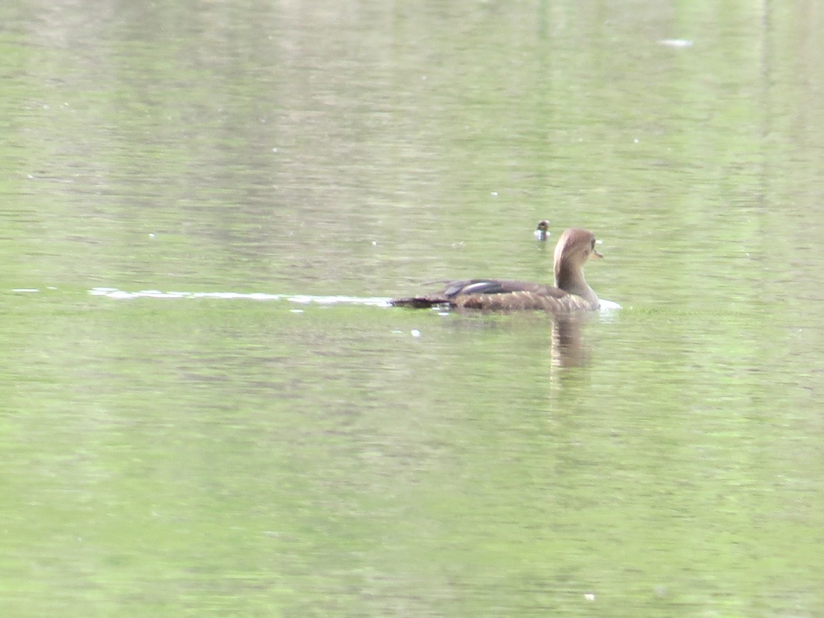 Hooded Merganser - Howard Williams