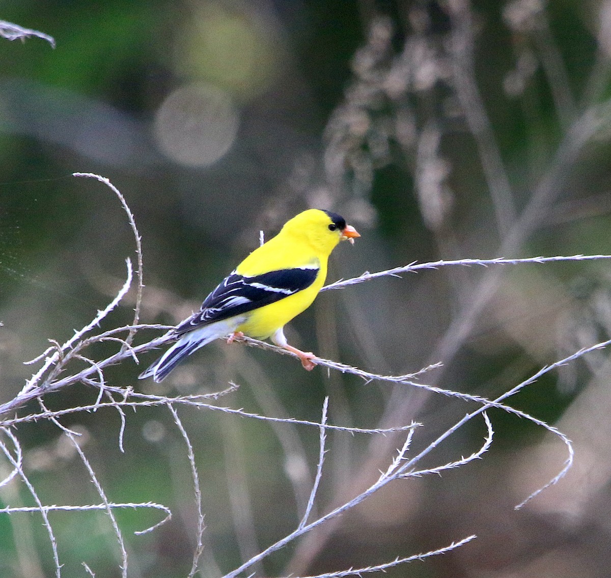 American Goldfinch - ML450853771