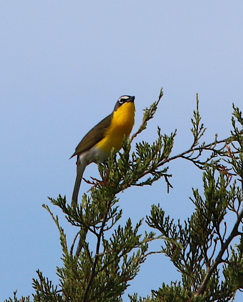 Yellow-breasted Chat - ML450854001