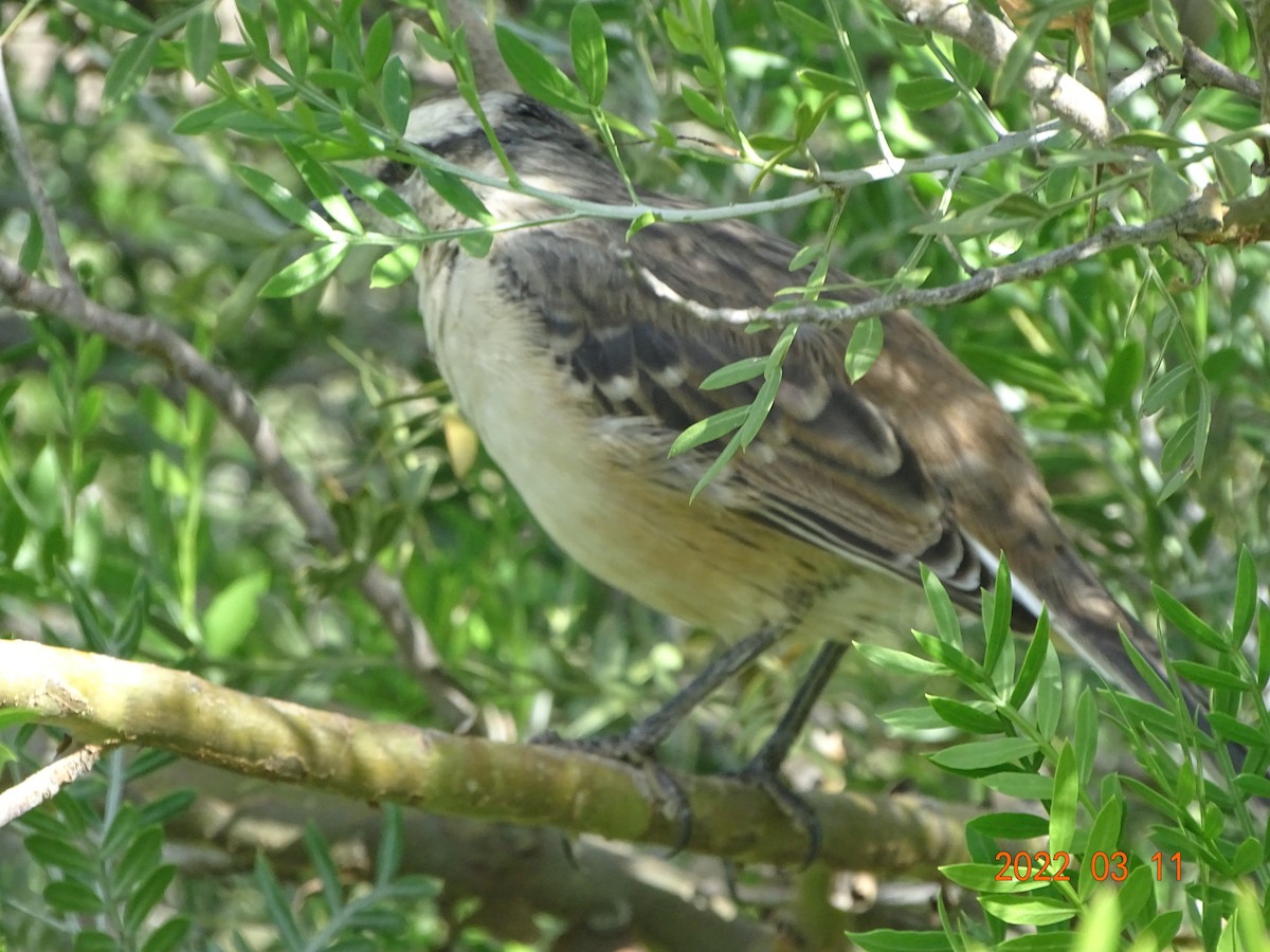 Chalk-browed Mockingbird - ML450854151