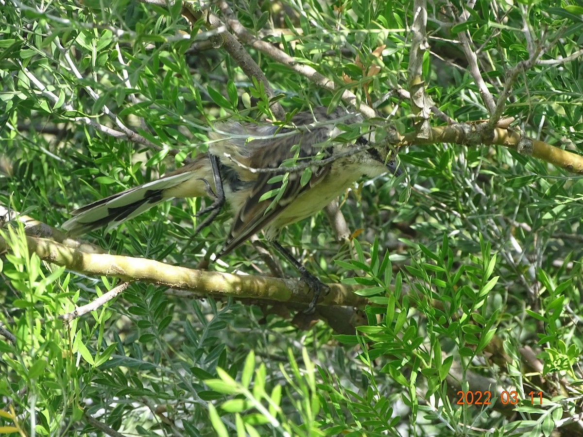 Chalk-browed Mockingbird - ML450854161