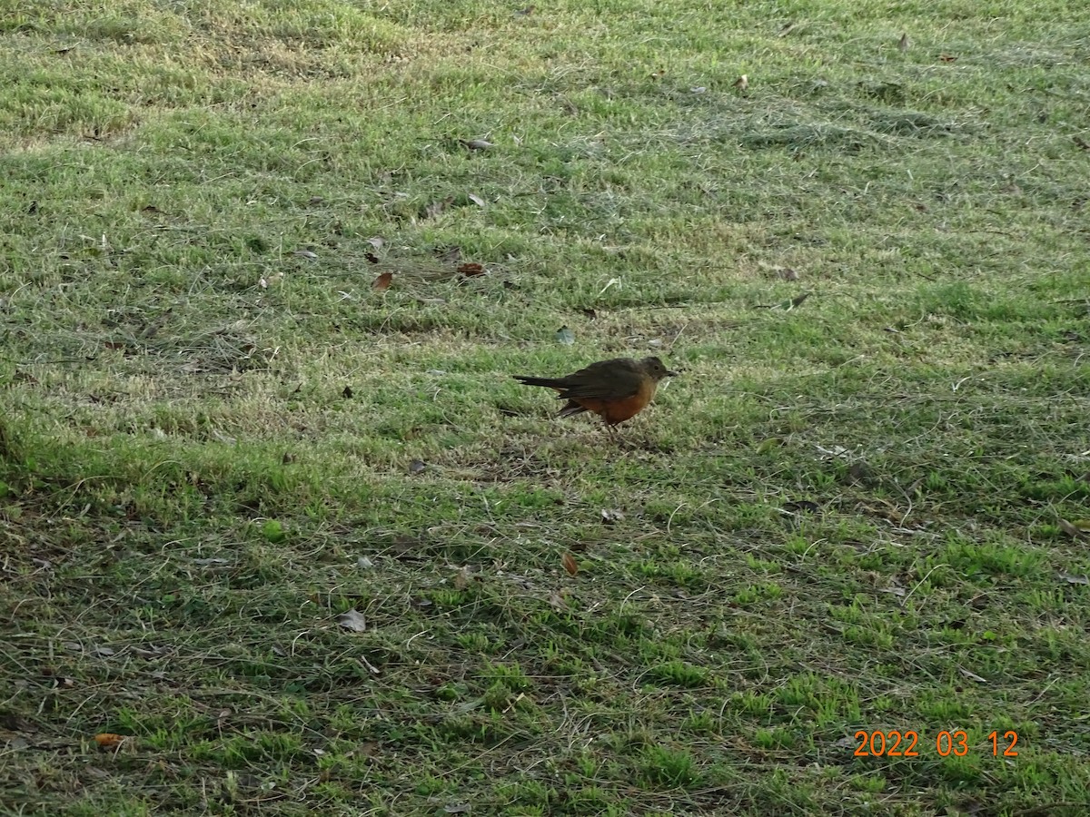 Rufous-bellied Thrush - ML450854401