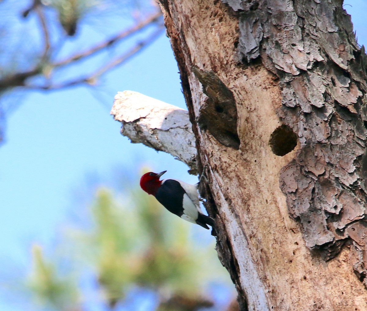 Red-headed Woodpecker - ML450854461