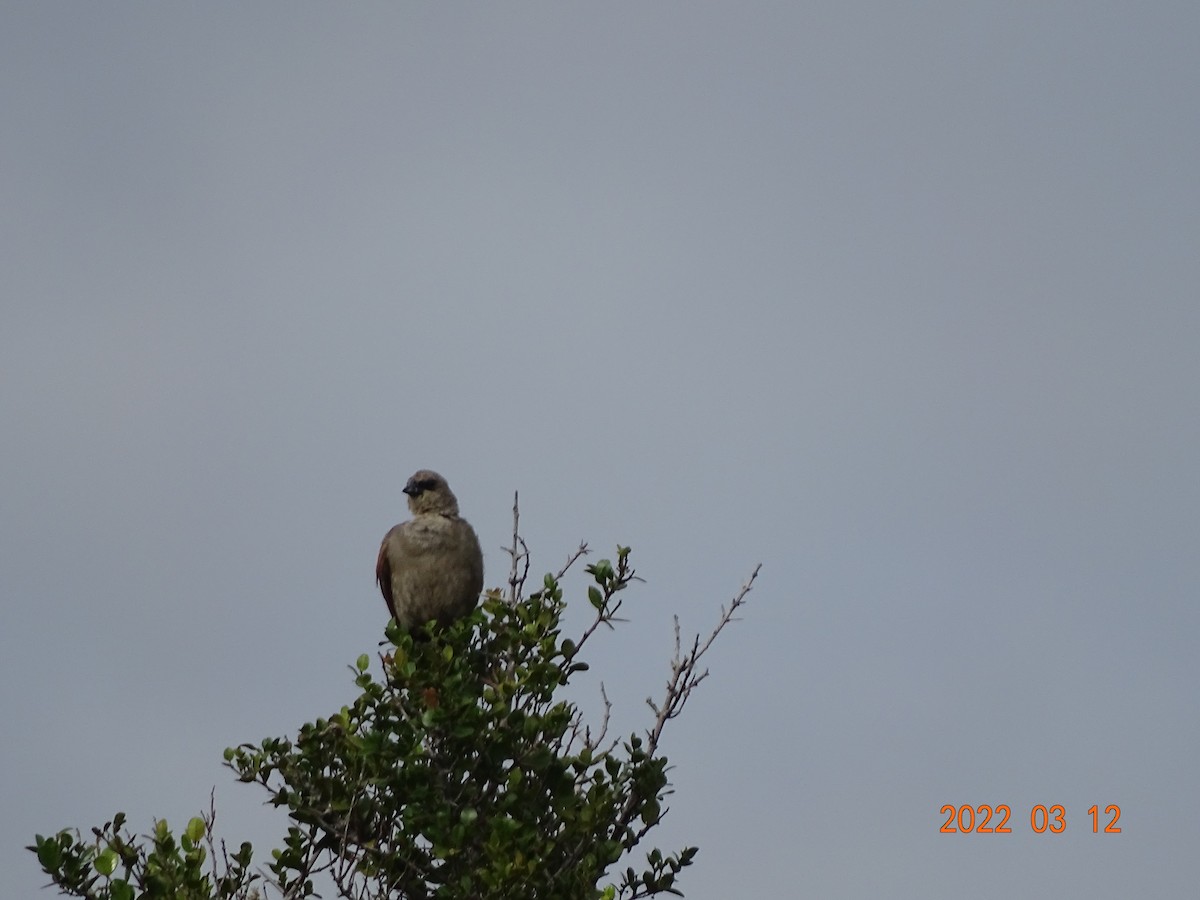 クリバネコウウチョウ - ML450854481