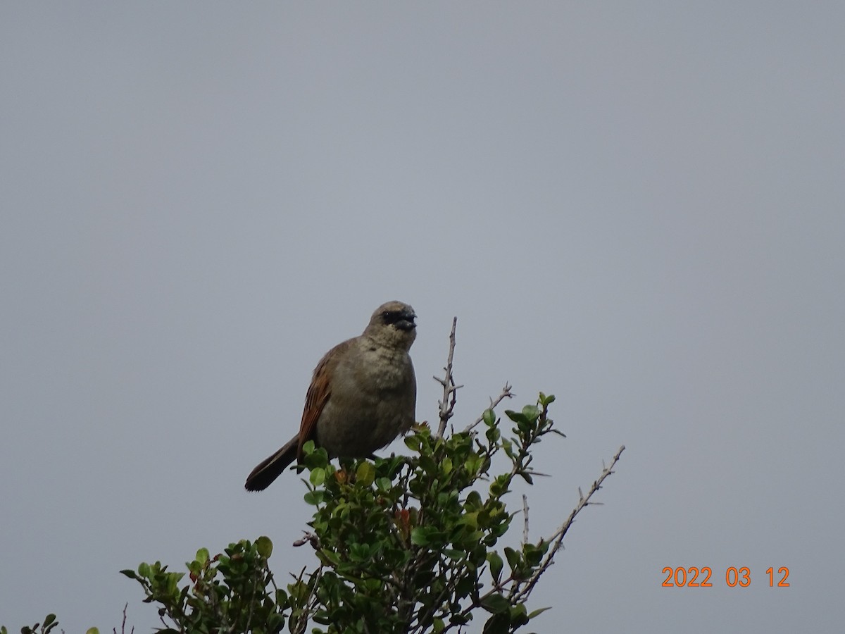 クリバネコウウチョウ - ML450854491