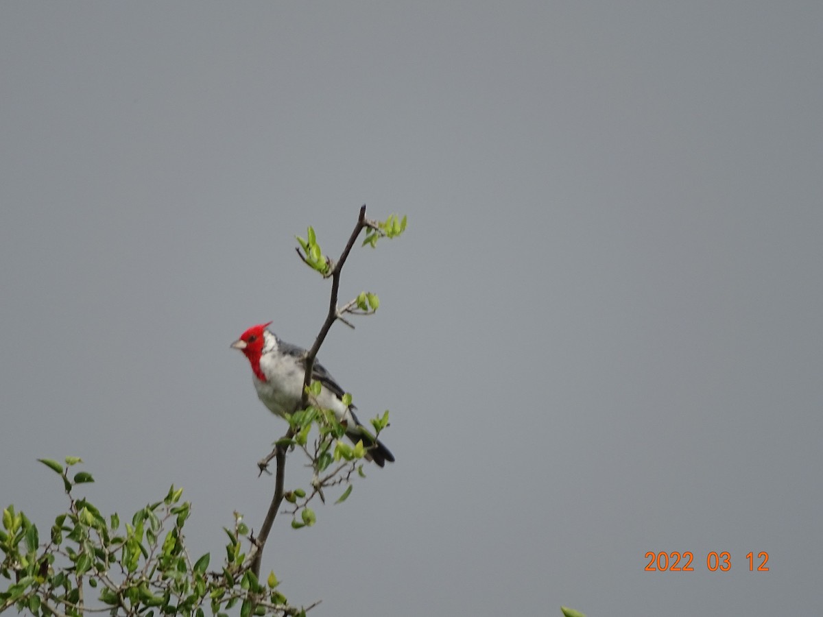 Red-crested Cardinal - ML450854541