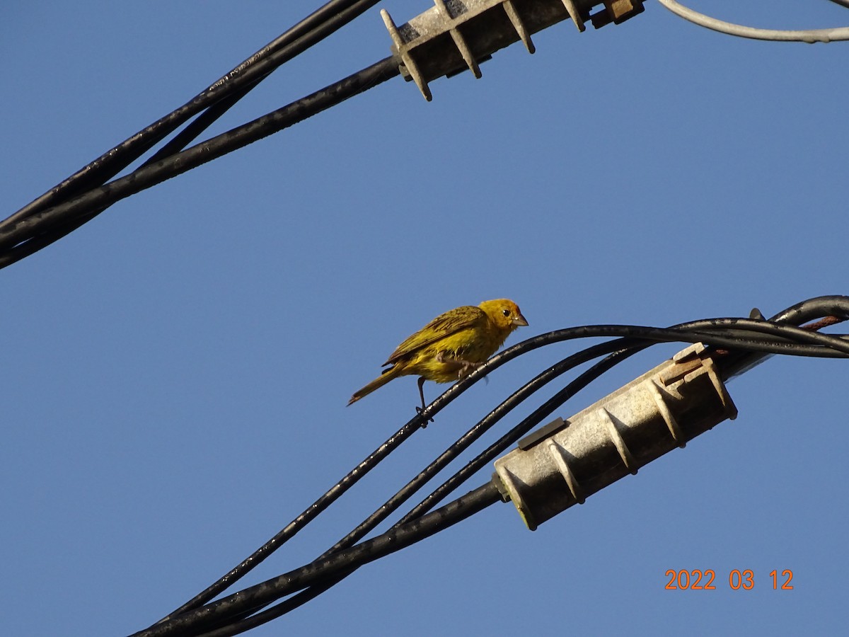 Saffron Finch - ML450854821