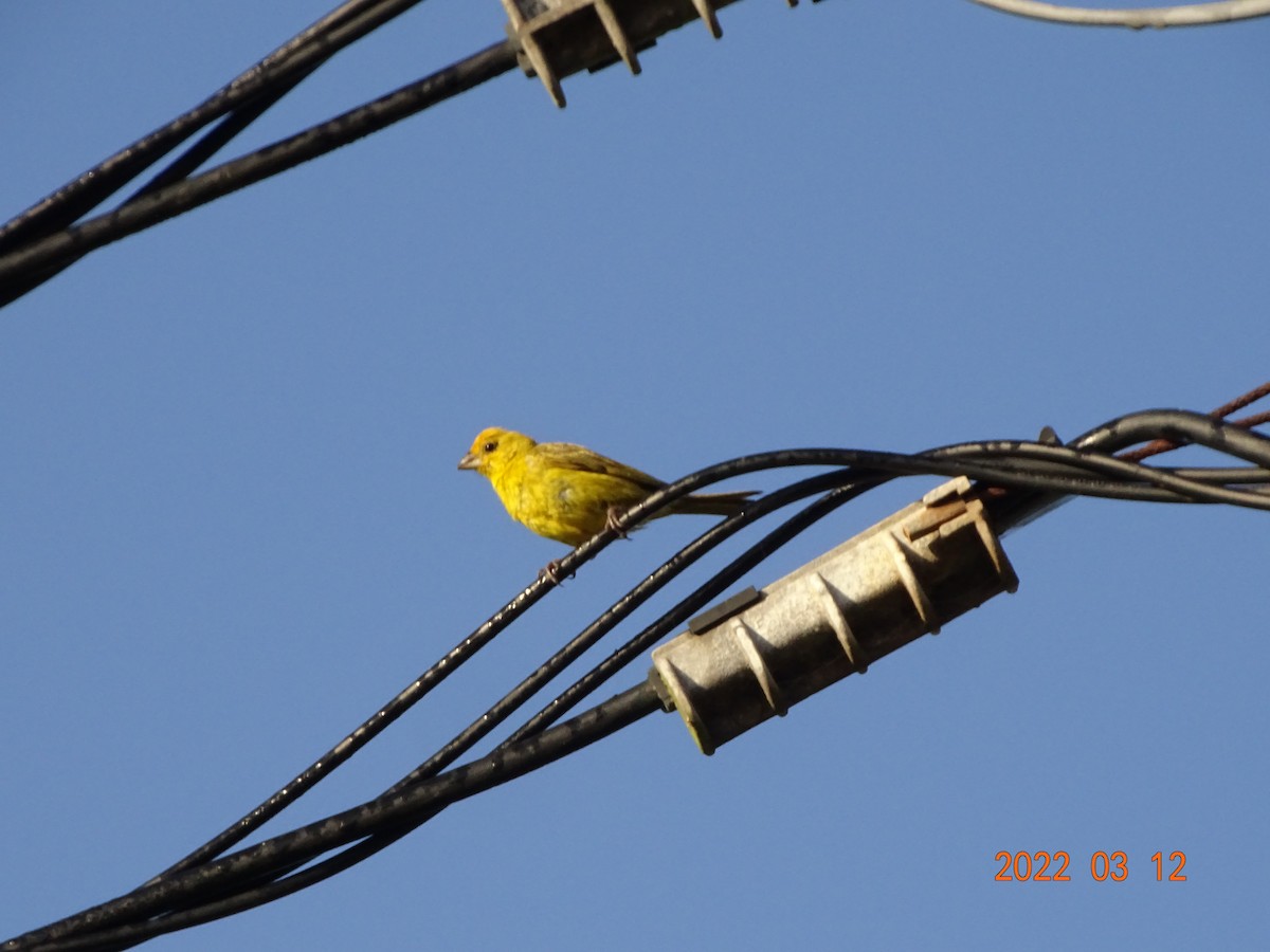 Saffron Finch - ML450854831