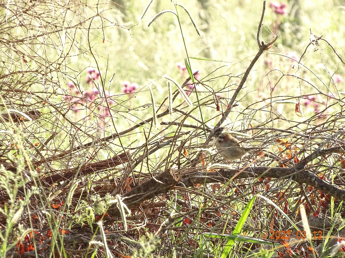 Rufous-collared Sparrow - ML450854931