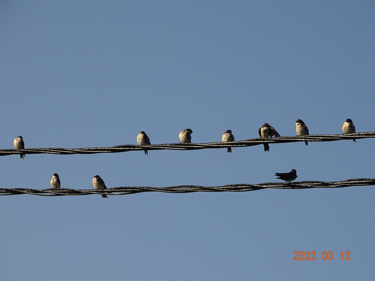 Blue-and-white Swallow - ML450855321