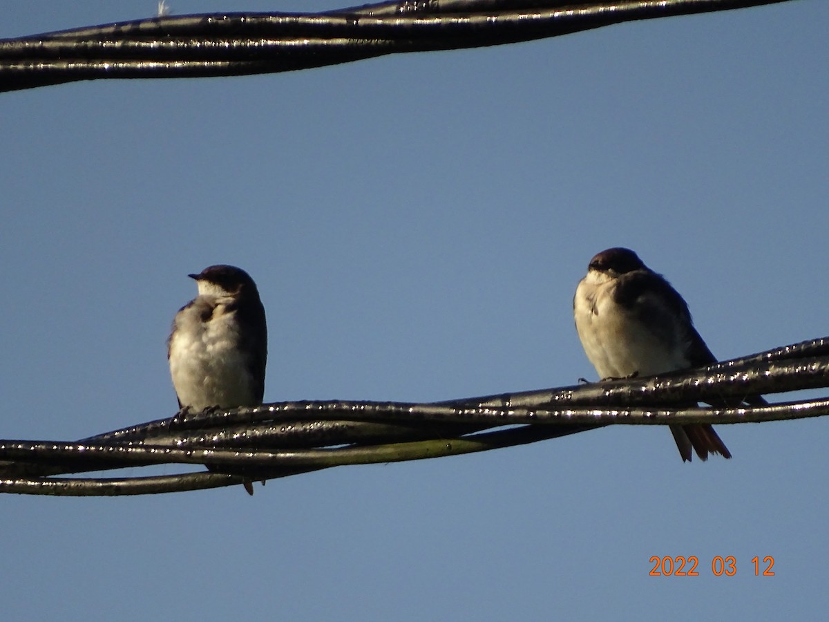 Golondrina Barranquera - ML450855351