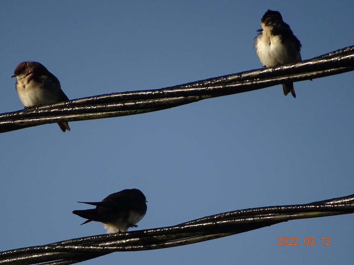Blue-and-white Swallow - Mareen Dalmao