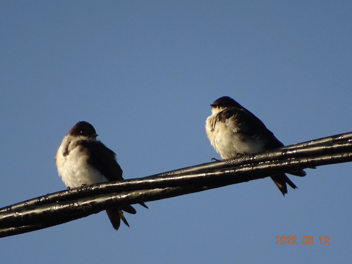 Blue-and-white Swallow - ML450855381