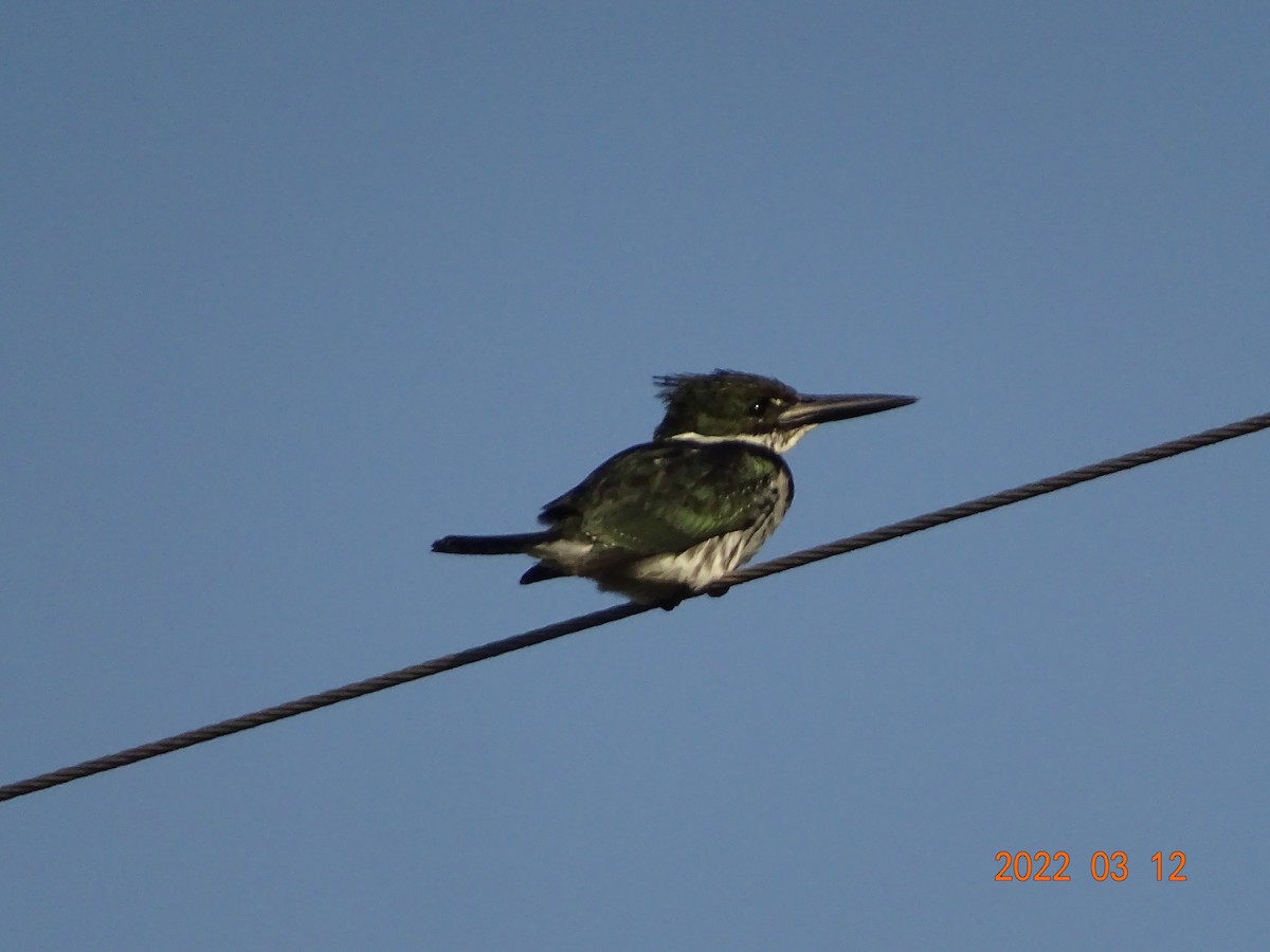 Green Kingfisher - ML450855631