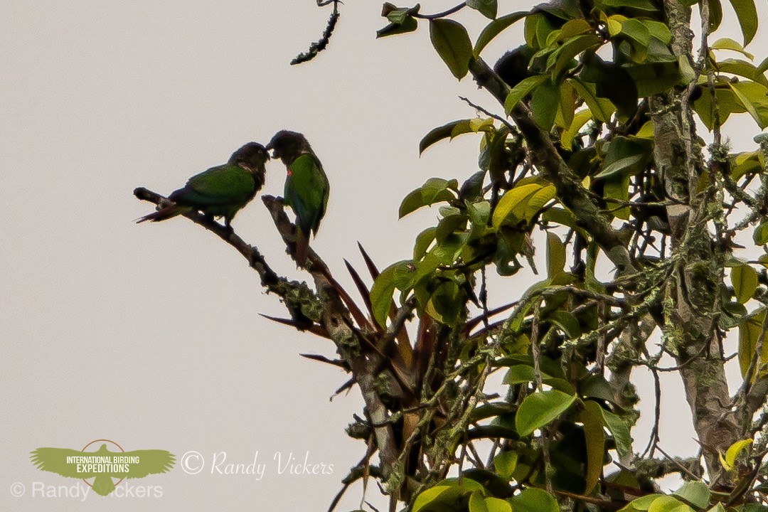Maroon-tailed Parakeet - ML450856331