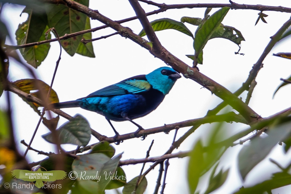 Blue-necked Tanager - ML450857821