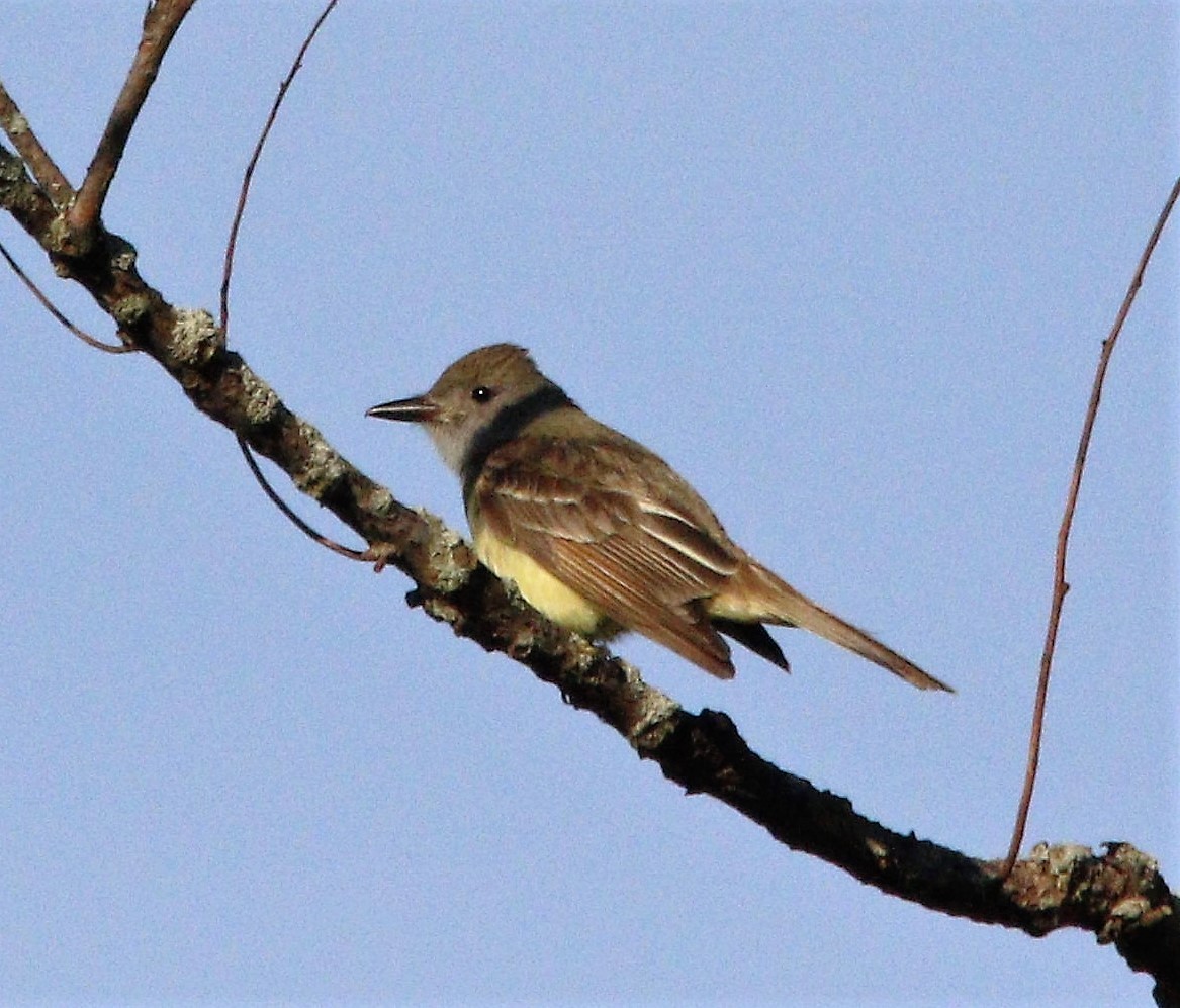 Great Crested Flycatcher - ML450858031