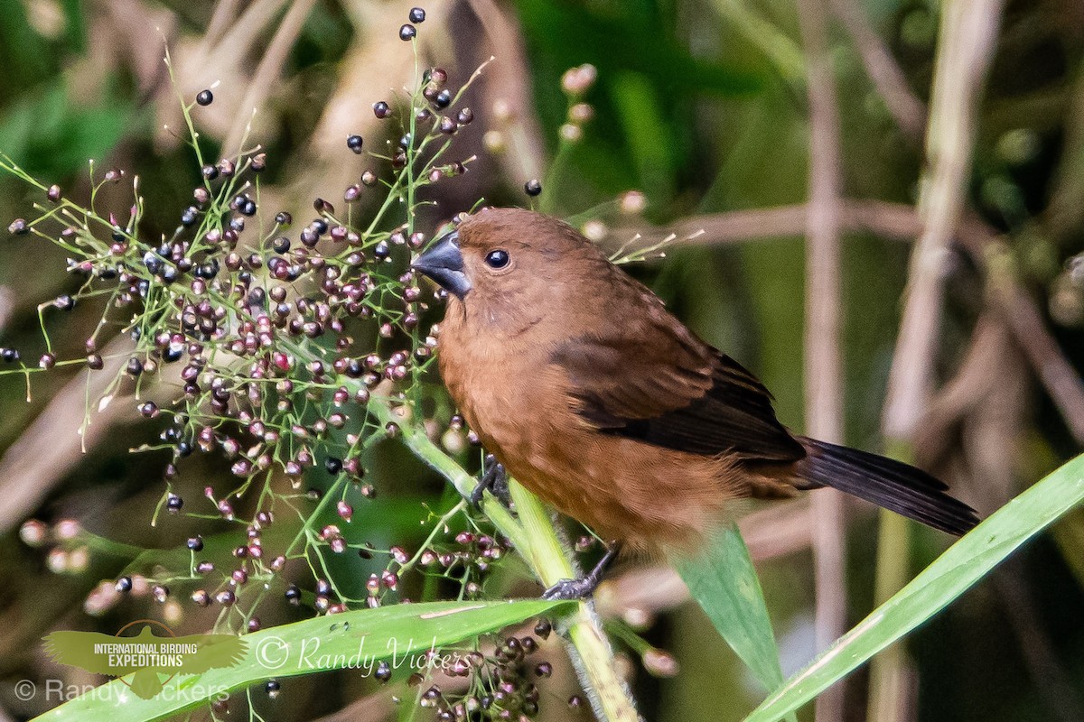 Thick-billed Seed-Finch - ML450858301