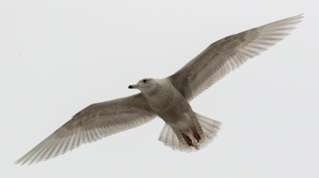 Glaucous Gull - ML45085871