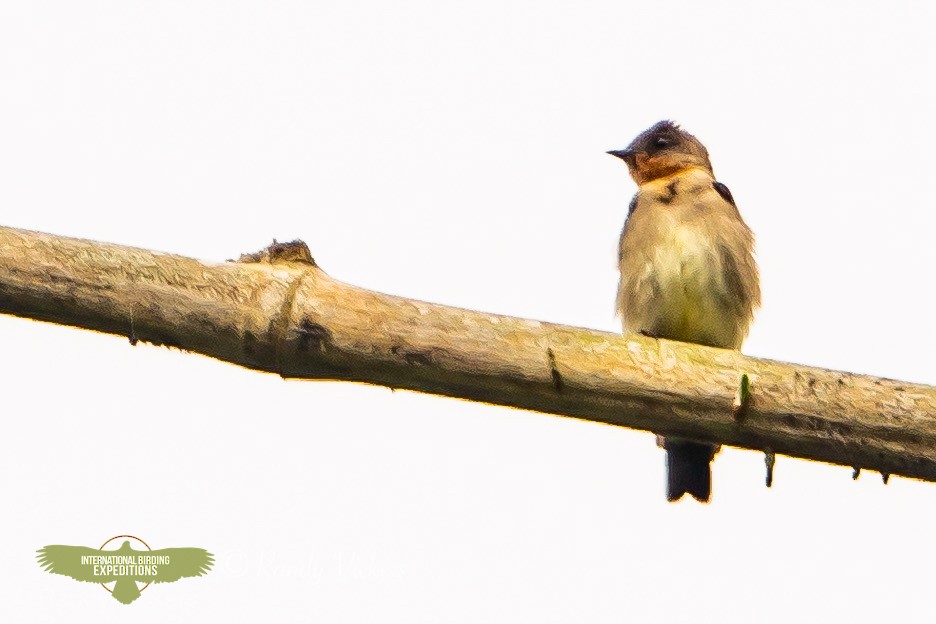 Southern Rough-winged Swallow - ML450858811