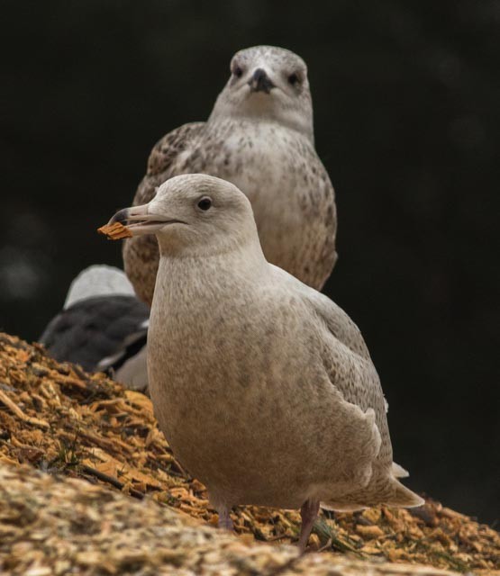 Glaucous Gull - ML45085891