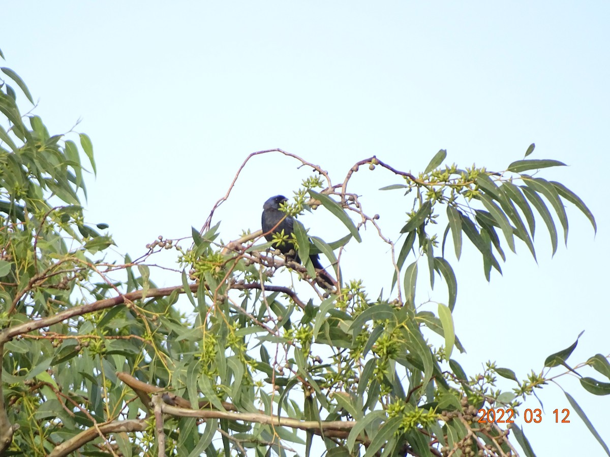 Diademed Tanager - ML450858961