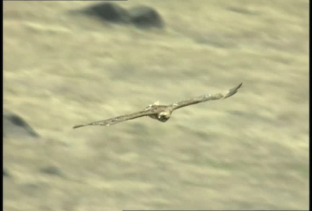 Red-tailed Hawk - ML450860