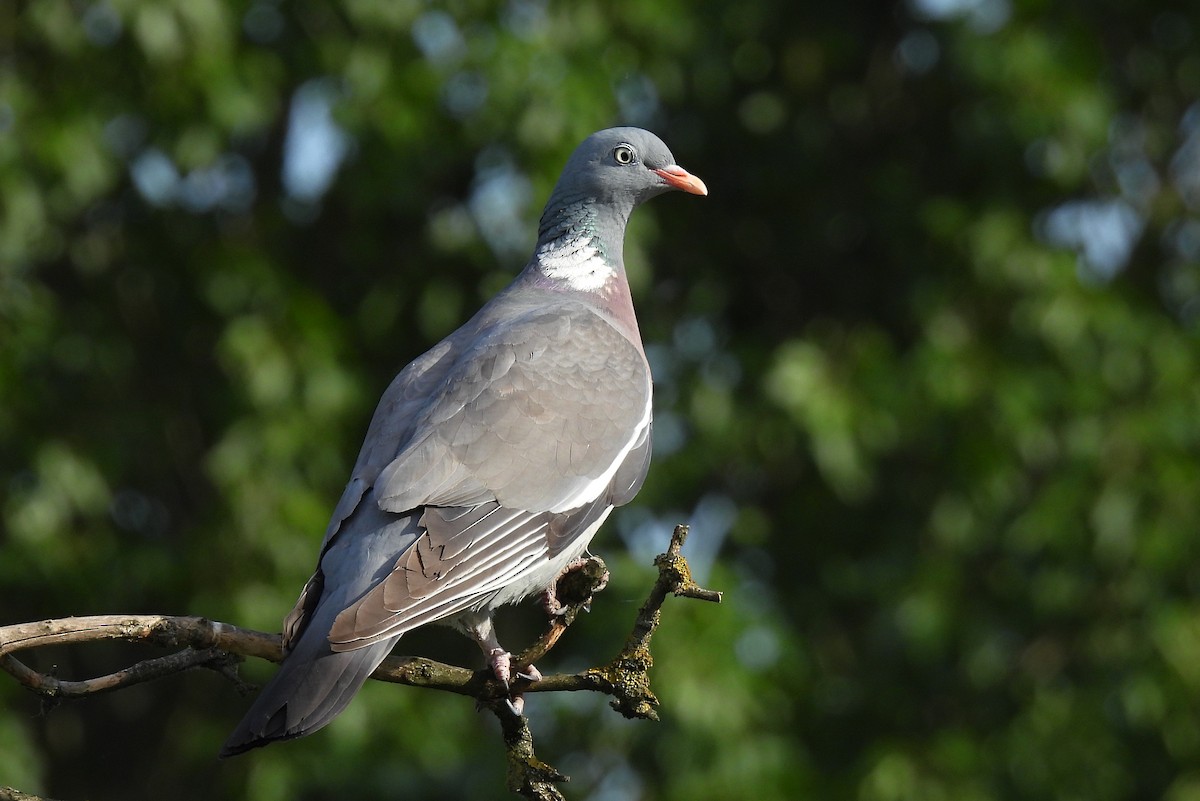 Common Wood-Pigeon - ML450860361