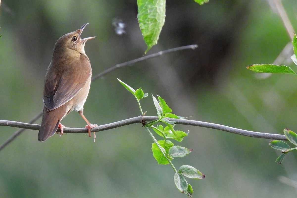 River Warbler - ML450860771