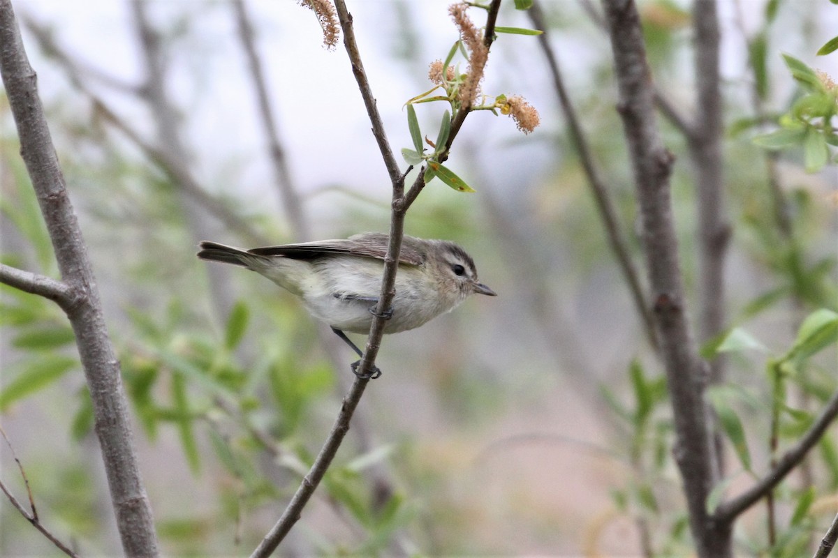 Warbling Vireo - ML450861201