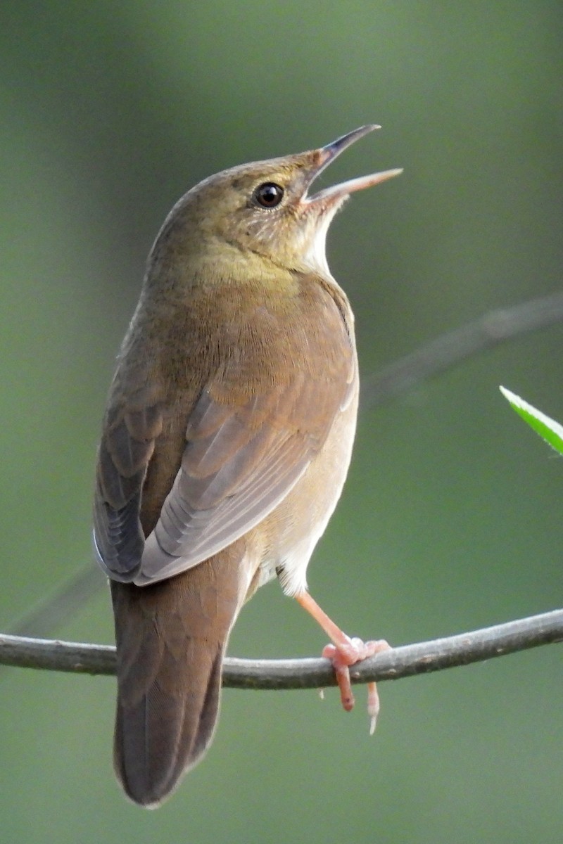 River Warbler - ML450861261