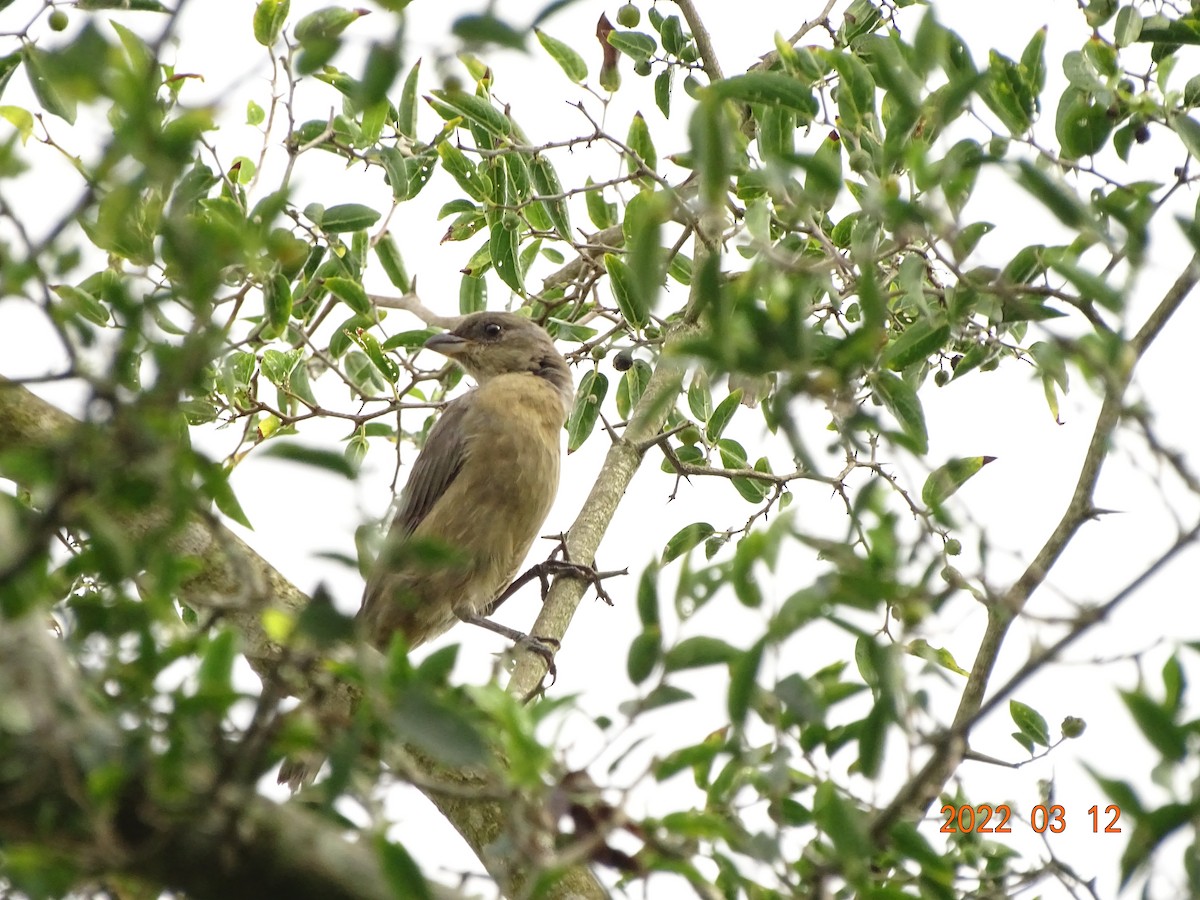 Creamy-bellied Thrush - ML450861431