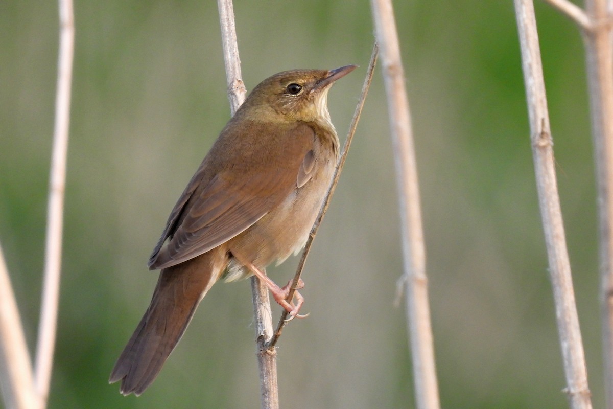 River Warbler - ML450861921