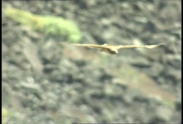 Red-tailed Hawk - ML450862