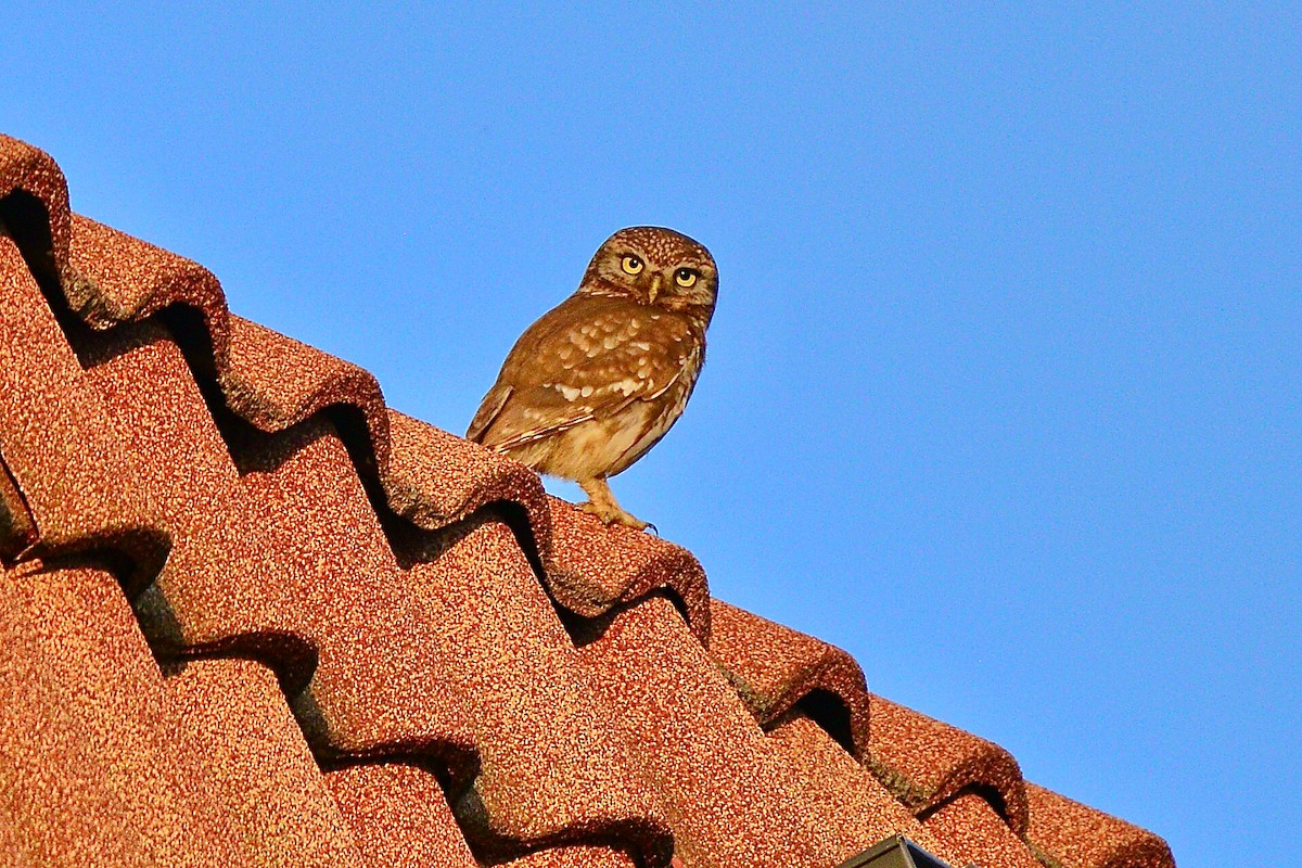 Little Owl - ML450862551