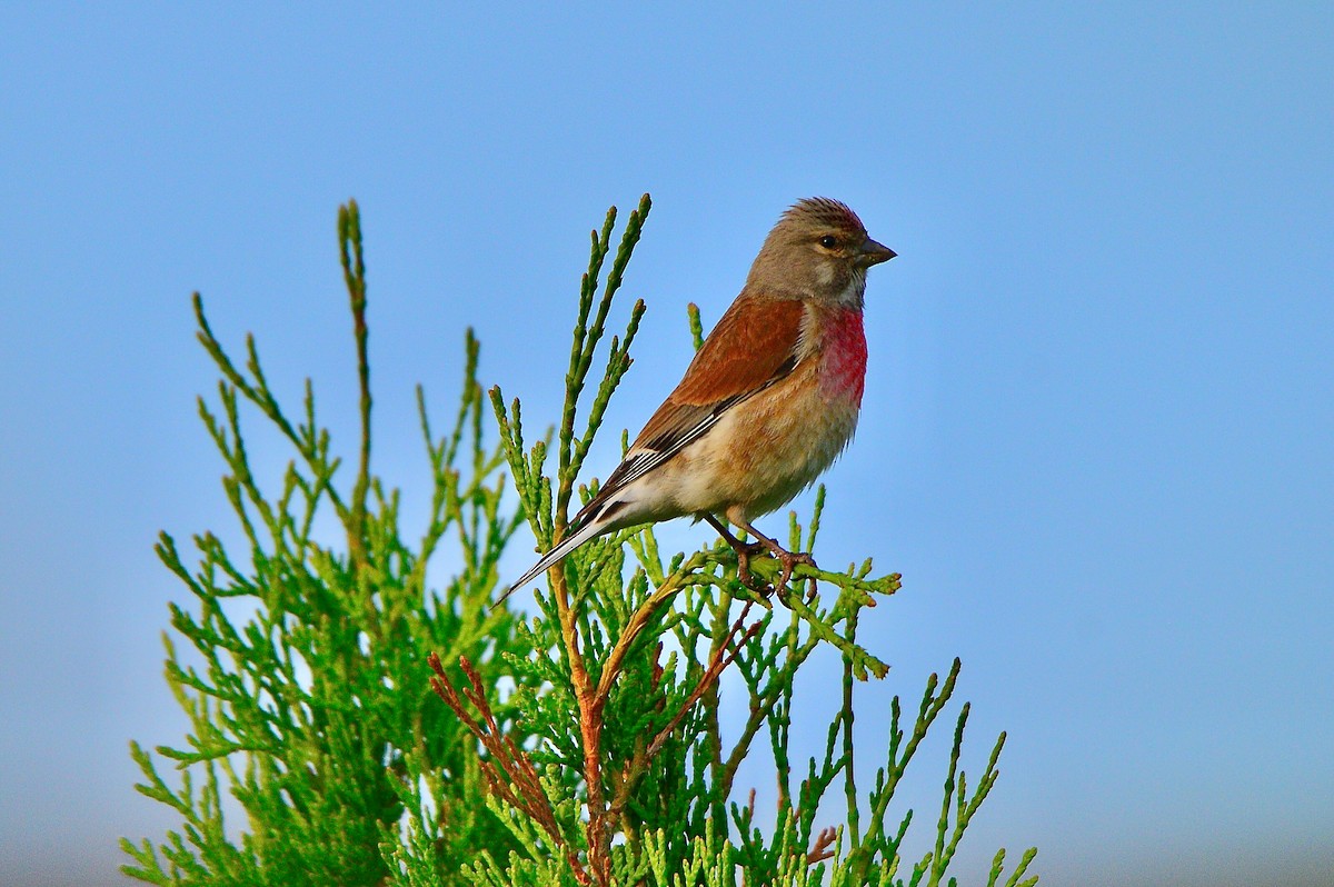 Eurasian Linnet - Odd Helge Gilja