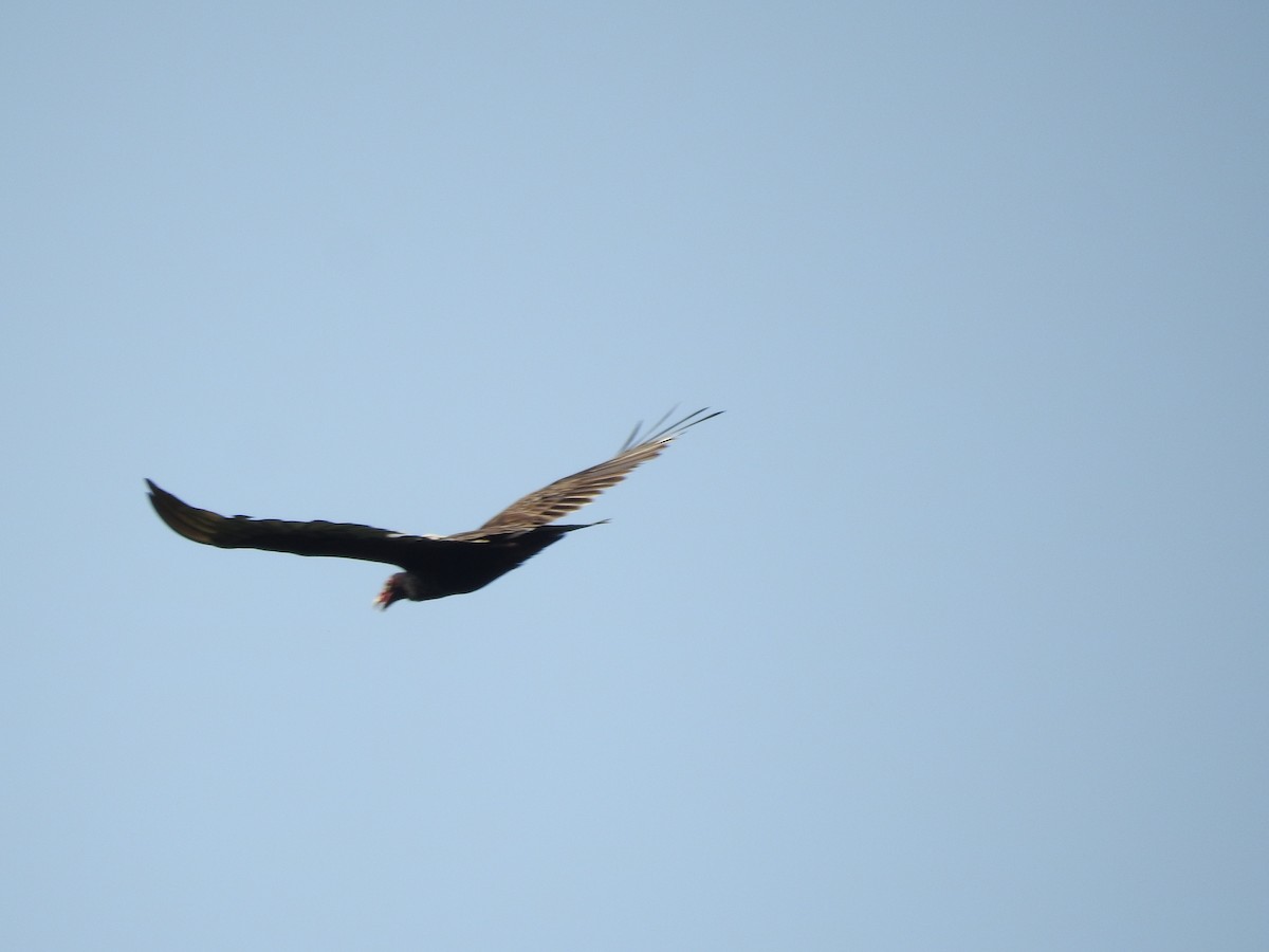 Turkey Vulture - ML450863841