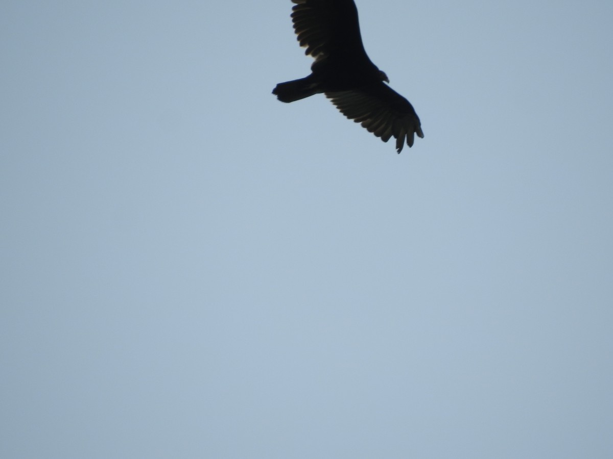 Turkey Vulture - ML450863871