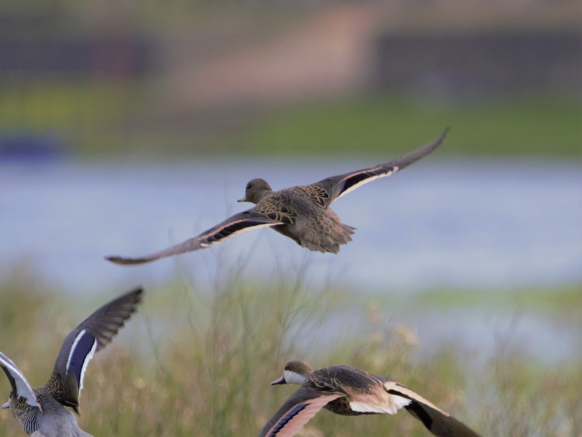 Yellow-billed Teal - ML450864241