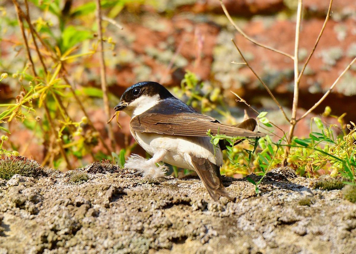 Western House-Martin - Odd Helge Gilja