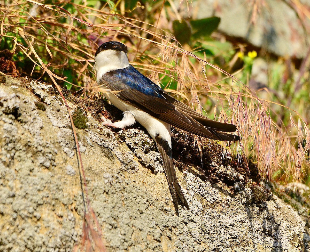 ニシイワツバメ（urbicum／meridionale） - ML450865521