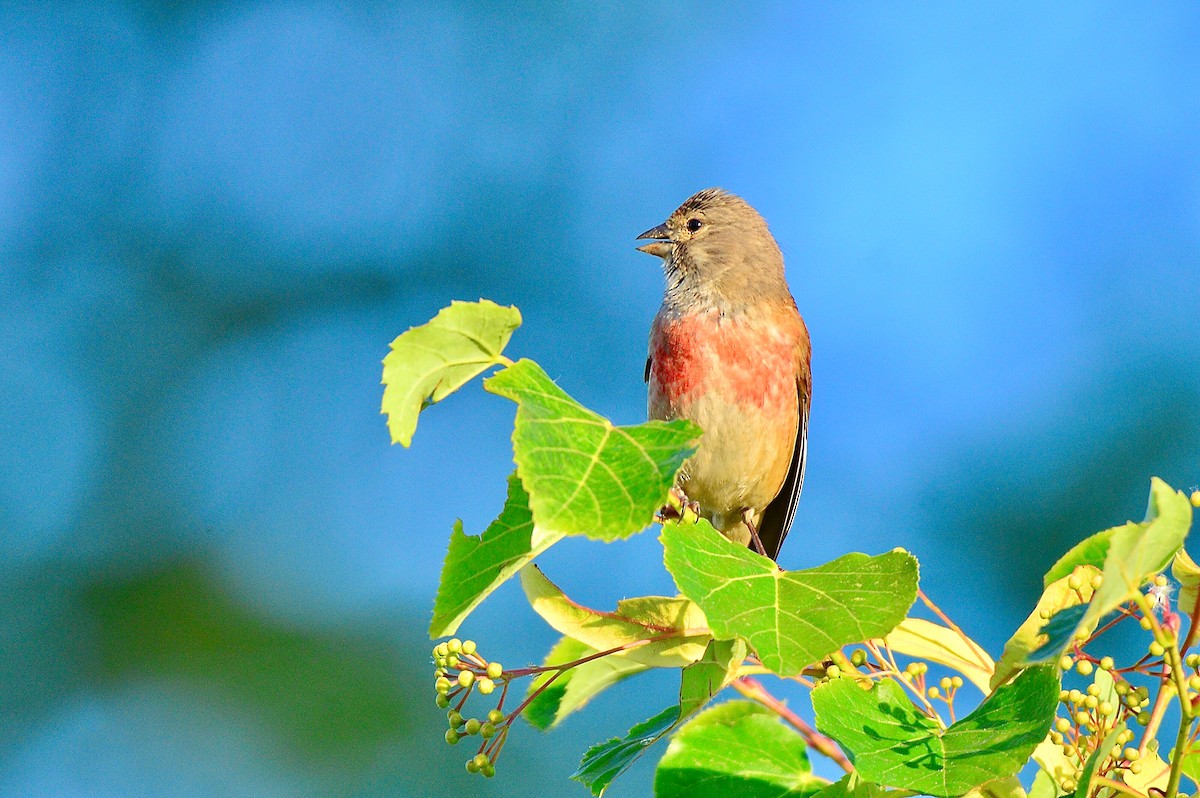 Eurasian Linnet - ML450865651