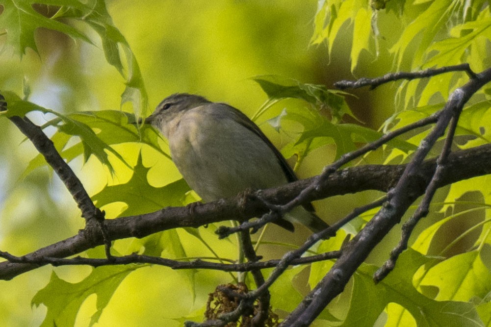 Червоїд світлобровий - ML450865681