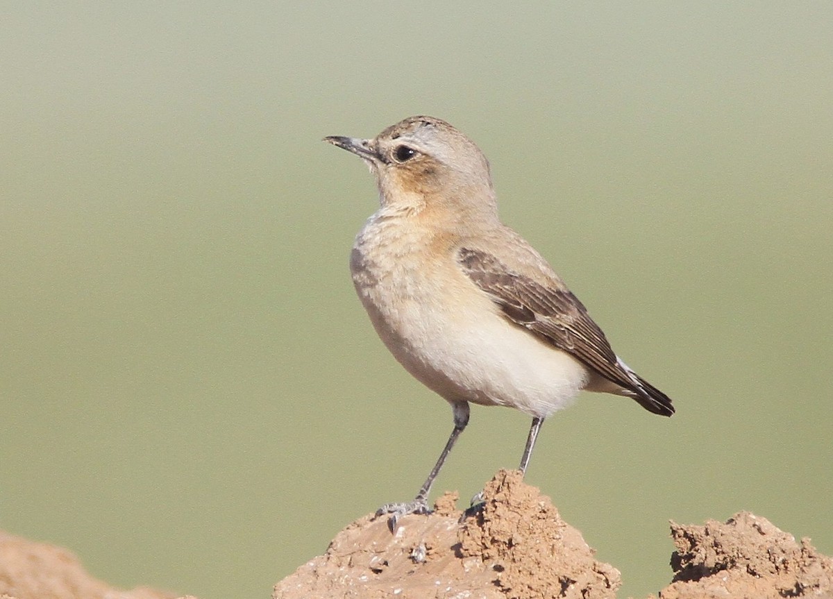Northern Wheatear - ML450865841